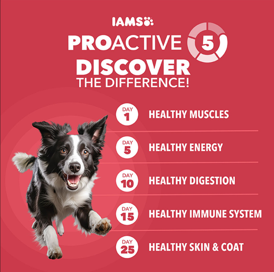 IAMS Proactive Health Minichunks Adult Dry Dog Food with Lamb & Rice, 30 lb. Bag