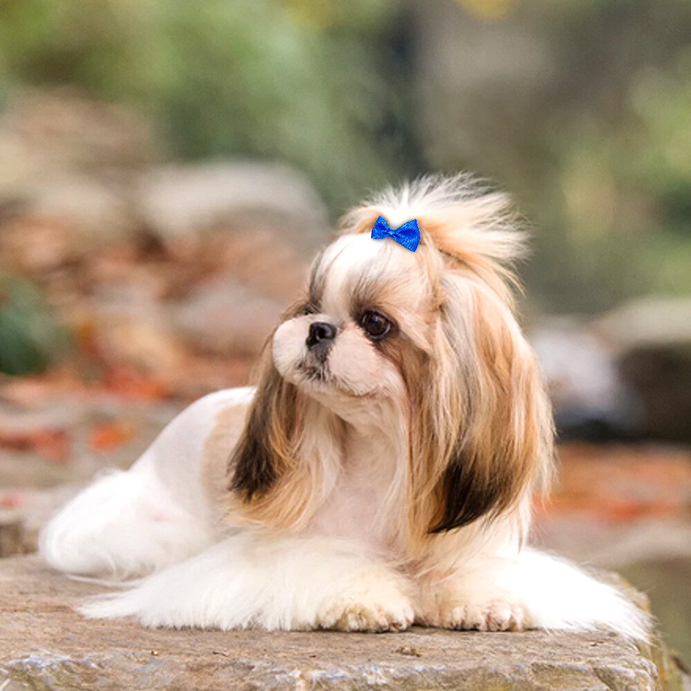 20pcs Dog Hair Bows Clips Grooming Accessories for Pet Puppy Cat Shih Tzu Yorkie