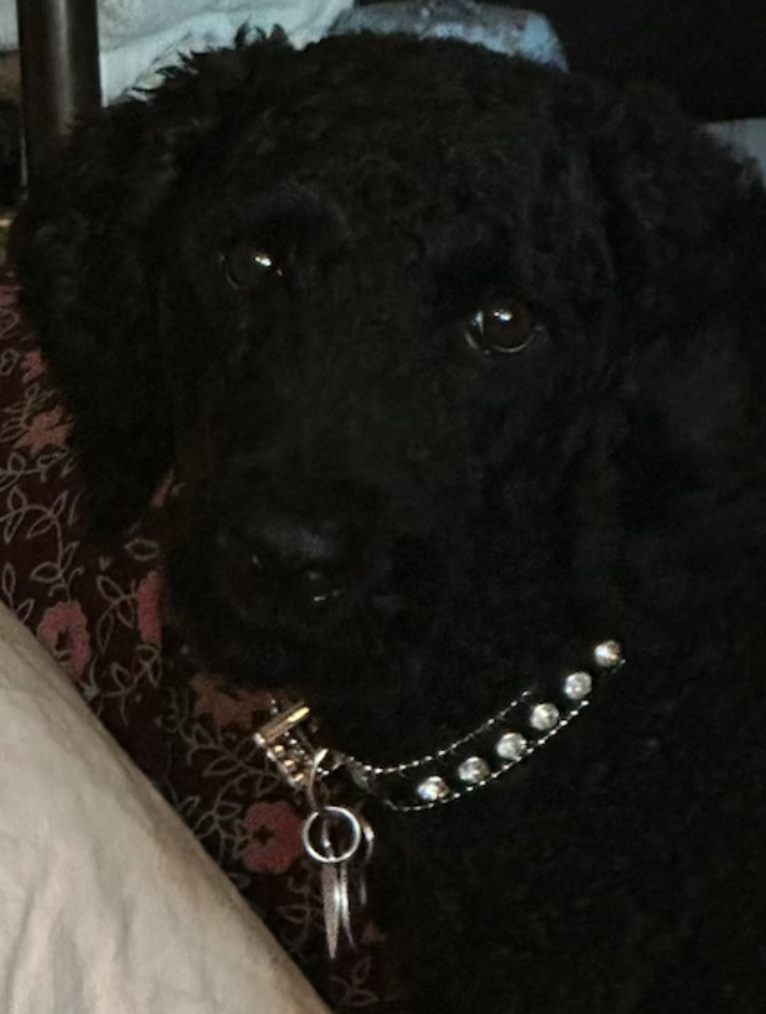 Luxurious Crystal Dog Collar