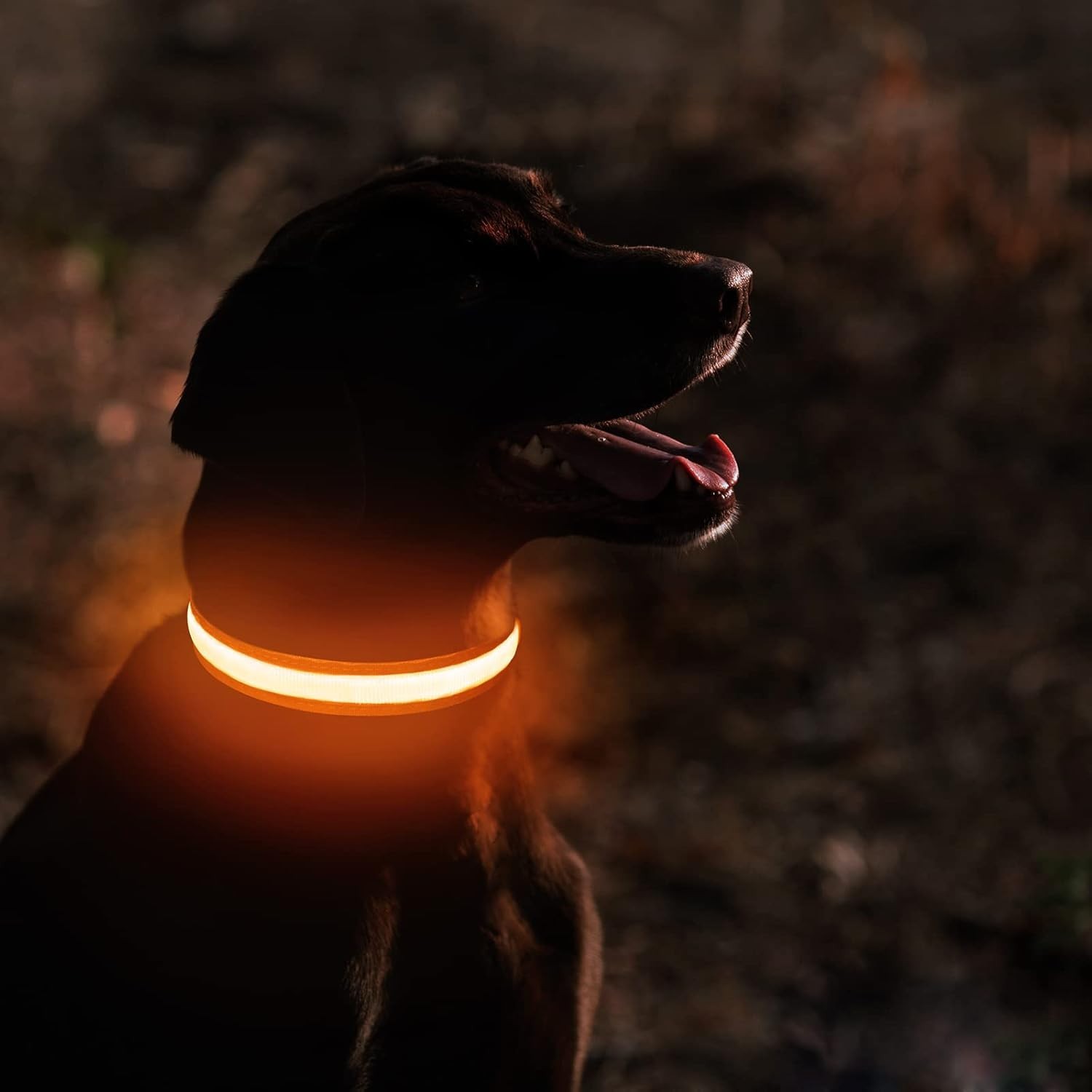 High Visibility LED Dog Collar – Waterproof Glow Collar for Nighttime Safety