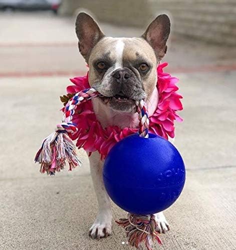 Jolly Pets Romp-n-Roll 6 inch Blueberry Rubber Ball with Rope for Dogs