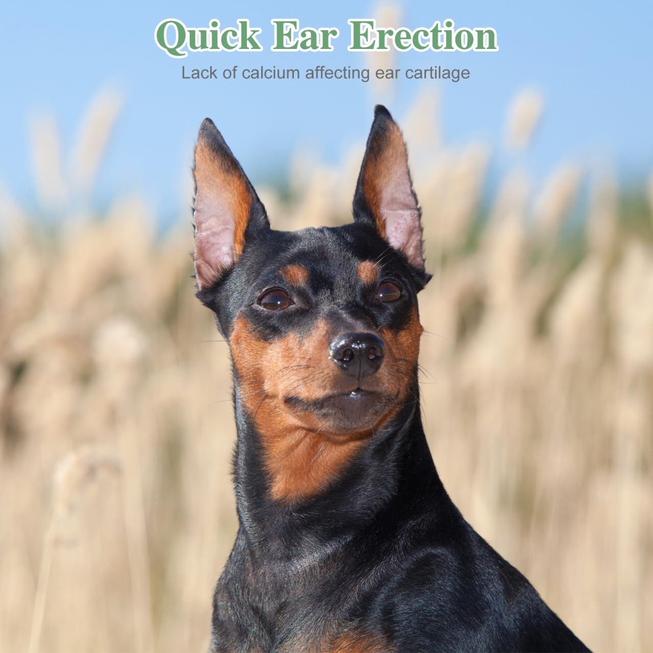 POPETPOP 2 Sets Dog Ear Posting Kit – Doberman 14.00X8.00X7.00CM, As Shown