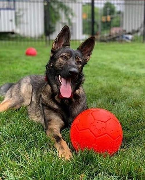 Jolly Pets Large Soccer Ball Floating-Bouncing Dog Toy, 8 inch Diameter,