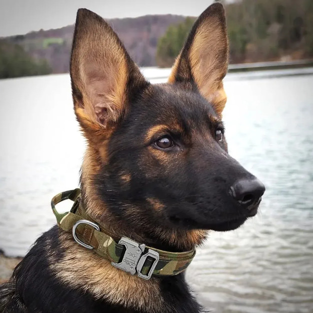 Tactical Dog Collar w/ Handle +Leash Heavy Duty Military Service Canine Training