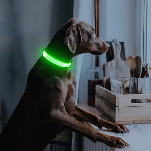 Illumifun LED Dog Collar, USB Rechargeable Light Up Assorted Sizes , Colors