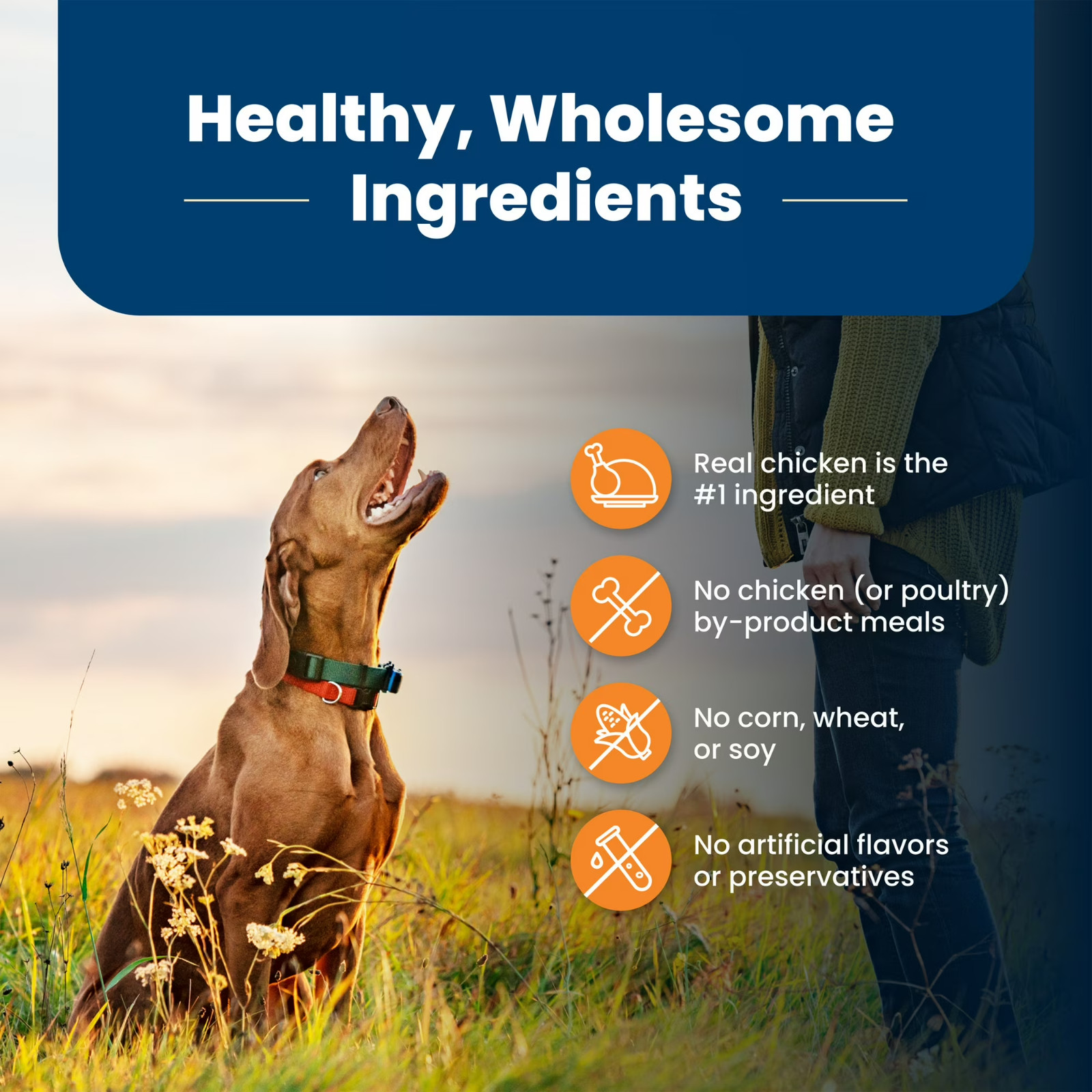 Blue Buffalo Life Protection Formula Large Breed , Chicken & Rice, 30-lb.Bag