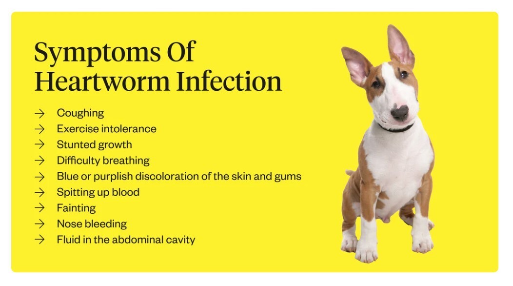 EL GUSANO DEL CORAZON DE LOS PERROS GATOS – FILARIOSIS – TRATAR Y PREVENIR USA