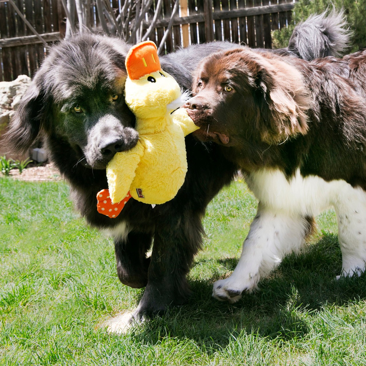 Kong Comfort Duck Large Jumbo Purple Plush Dog Toy Squeaky Crinkly Toss & Shake