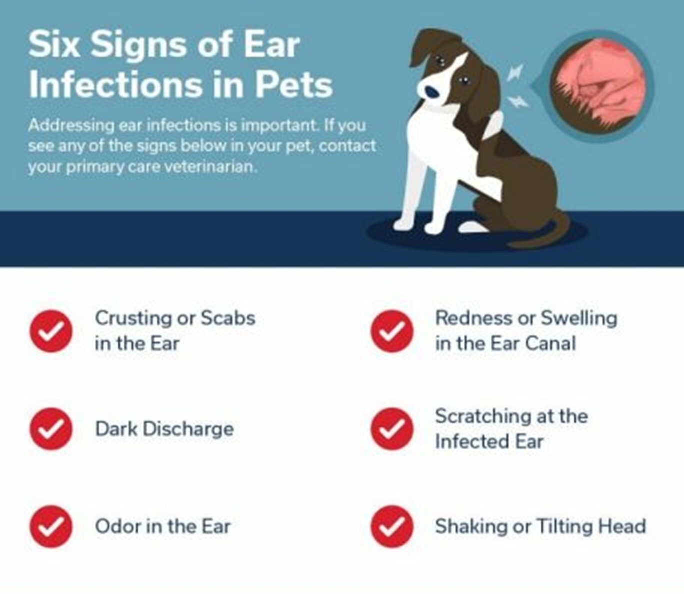 EAR INFECTION PETS – Dogs and Cats – OTITIS – kill bacteria yeast – 1 FREE SOAP