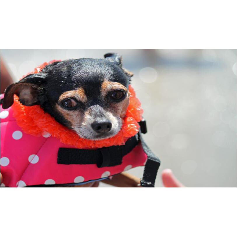 Pet Swimming Water Safety Vest Dog Life Jacket Swimsuit Lifesaver w/ PULL Handle