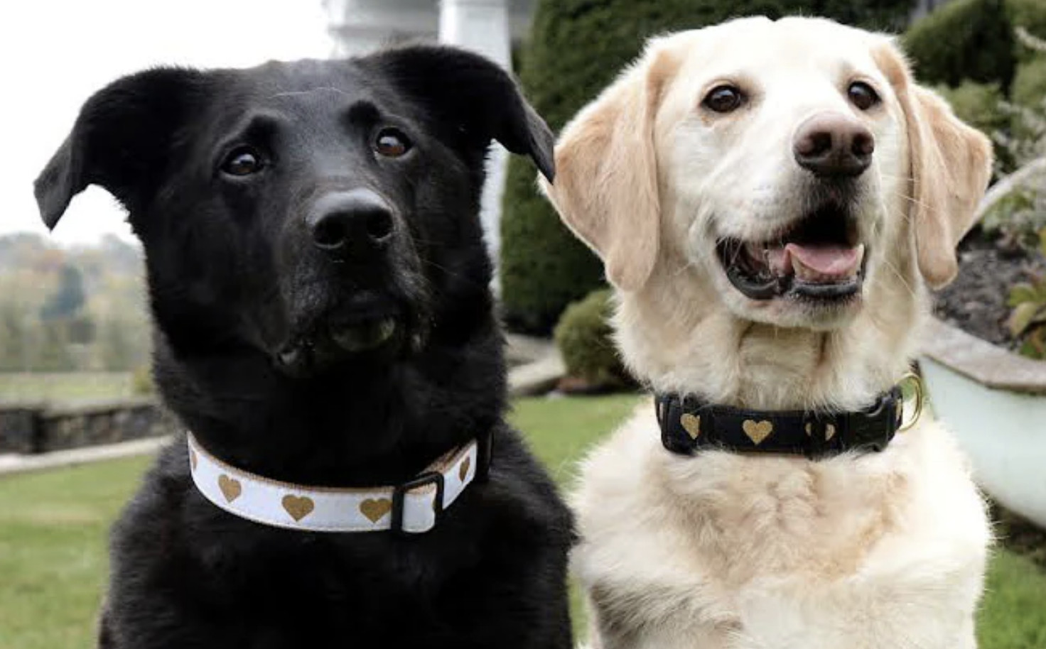 Up Country Dog Collar Heart Of Gold Black Design Adjustable XS S M L XL XXL