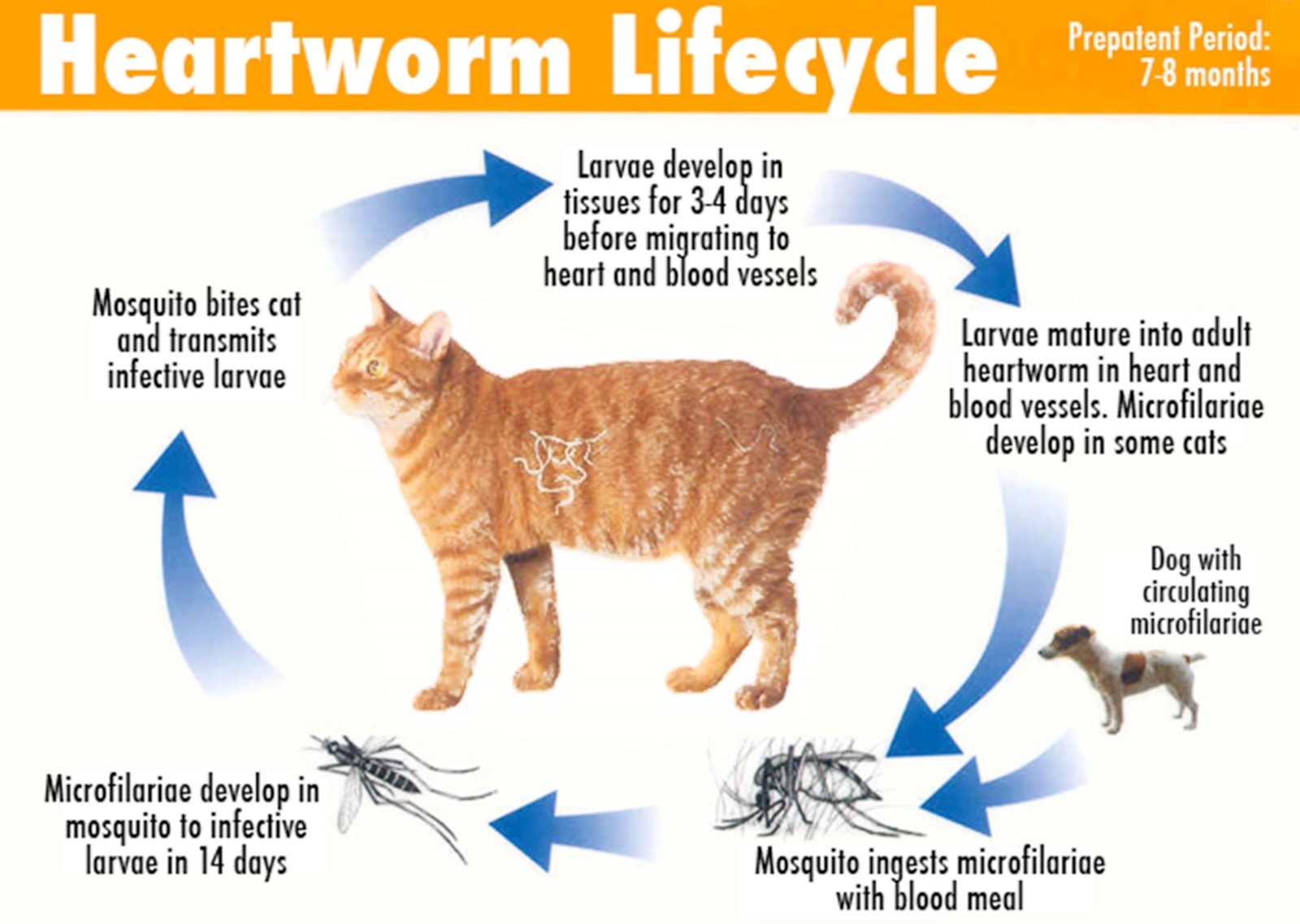 Natural Dewormer for Dog & Cats – Natural formulated to kill, removed & flush