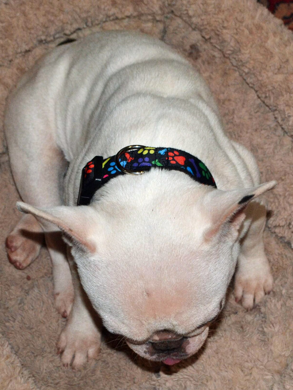 Toy Story dog collar handmade adjustable buckle collar 1″ wide or leash