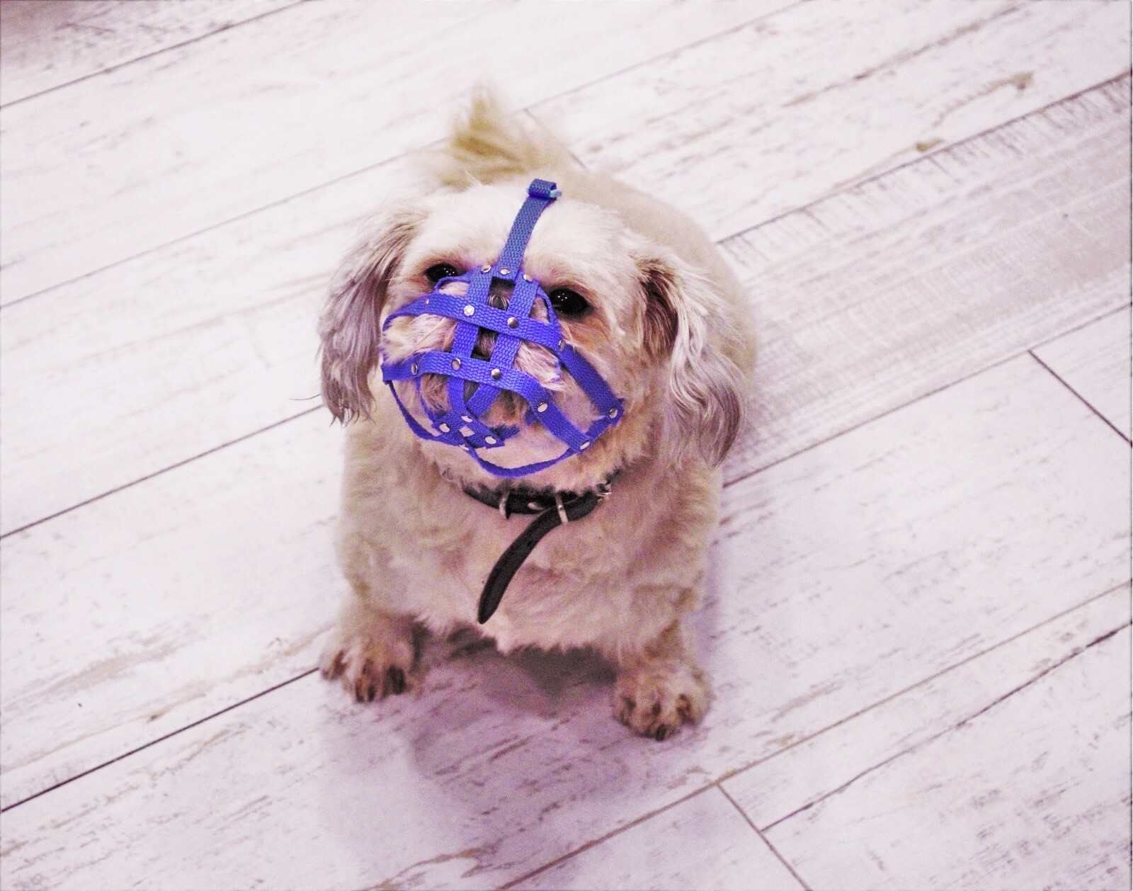 Dog Muzzle for Shih Tzu , Pug and other flat face faced short snout dog’s