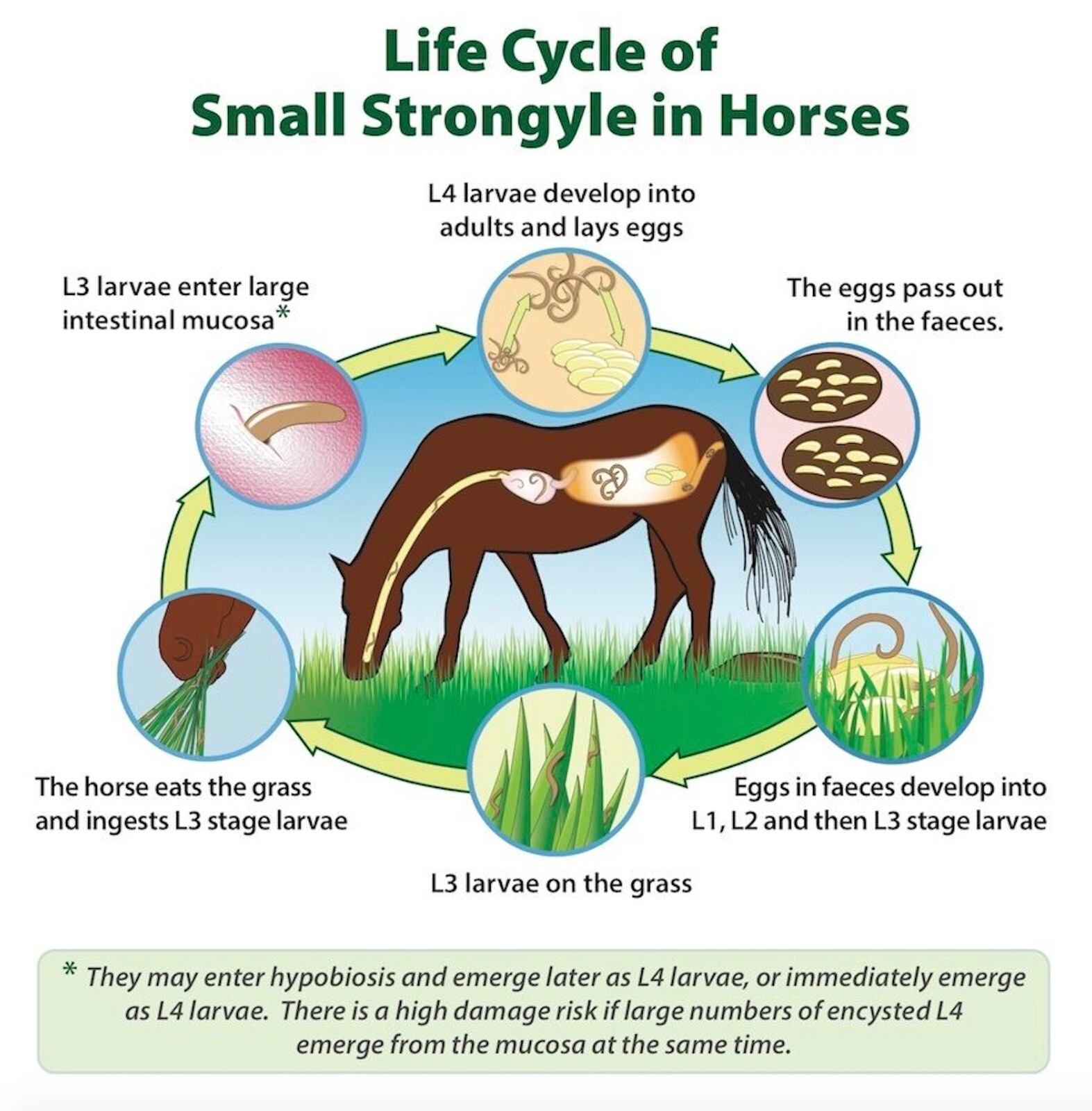 HORSES & PEOPLE Dewormer Tapeworm roundworms hookworm MADE IN USA