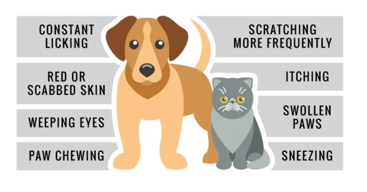 SKIN IRRITATION CREAM FOR PETS (4 Oz- Made in USA) Dogs and cats