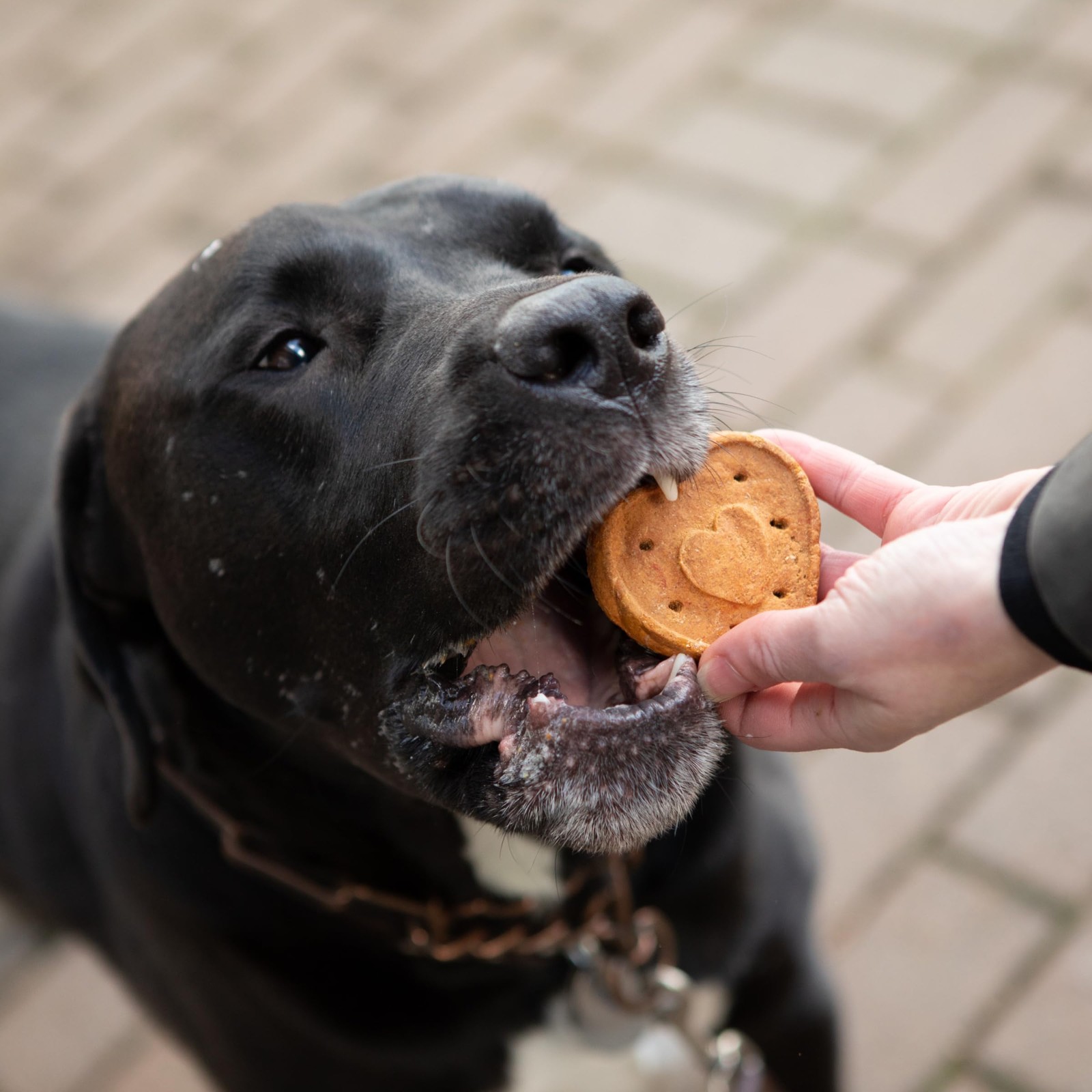 Blue Dog Bakery More Crunch Large Assorted Flavors, Dog Biscuits, Healthy Tre…