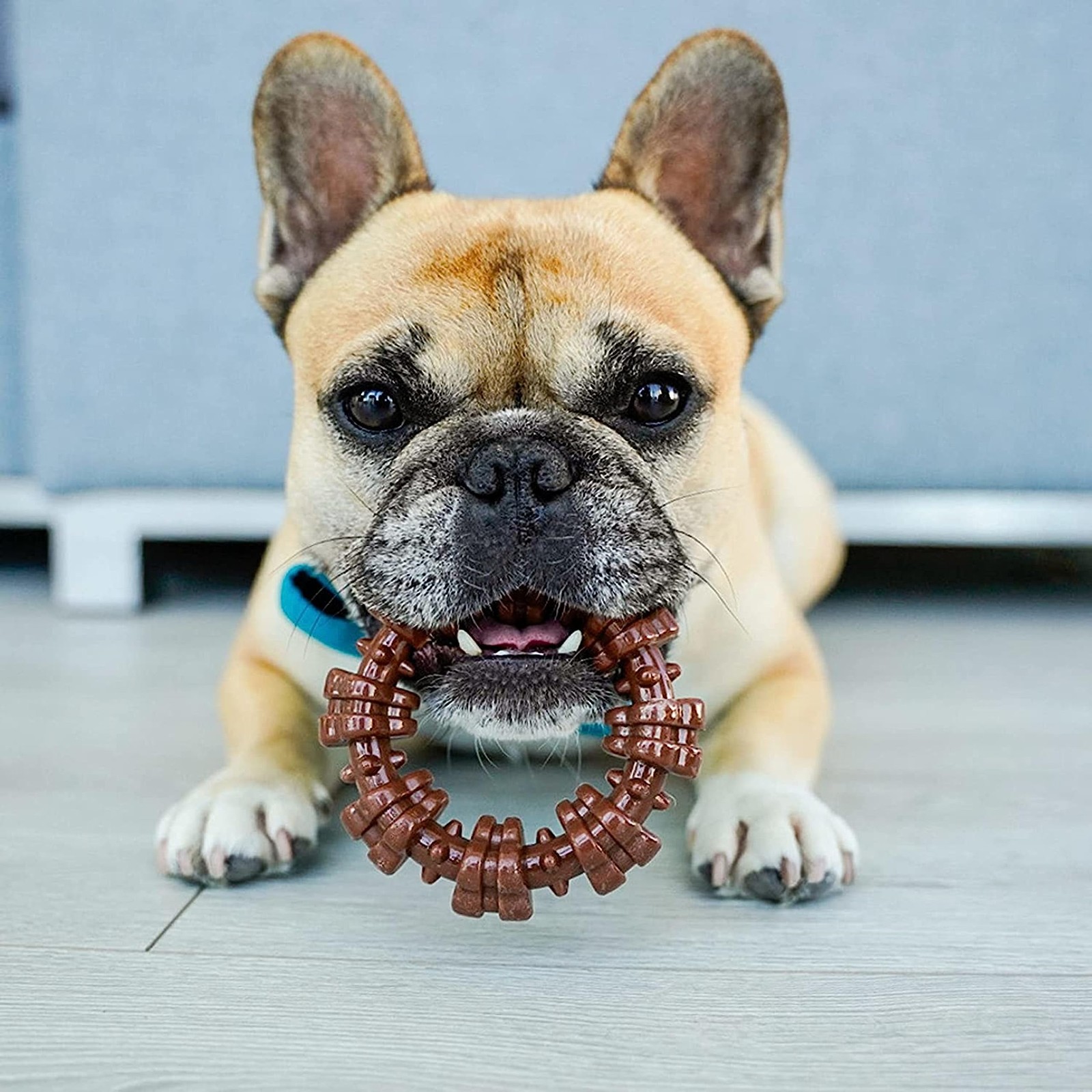 Nylabone Power Chew Small Textured Ring Durable Dog Toy for Aggressive Chewers