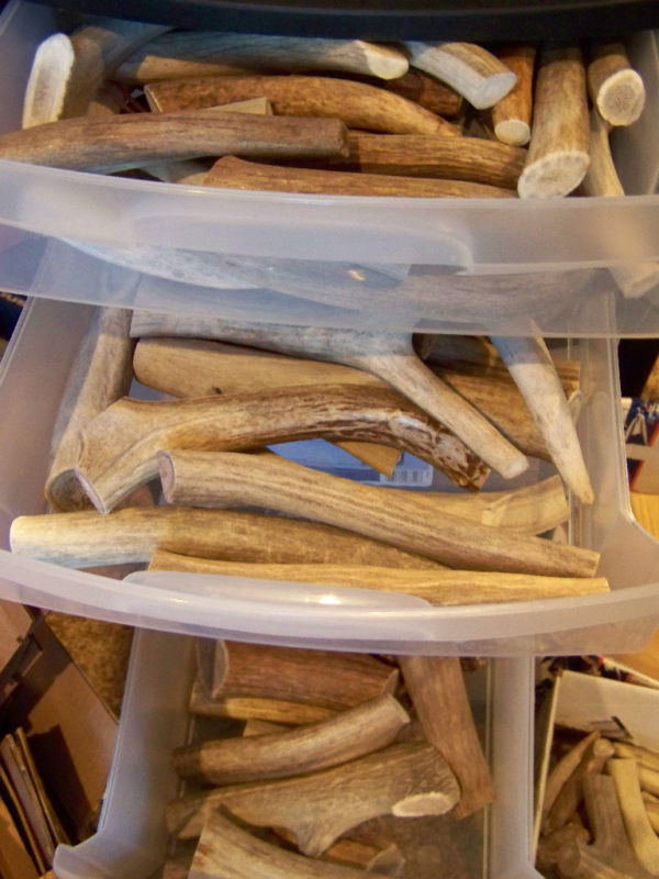 1 1/2 LBs DEER ELK Antler Dog Chews Treats HARD CORE – See Quantities USA Shed