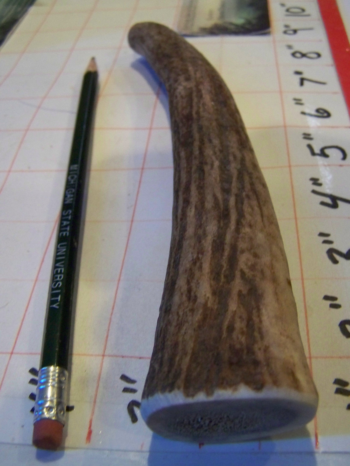 LARGE Elk Antler Dog Chew Medium Hard LABS RETRIEVERS CHOW HOUND GSD