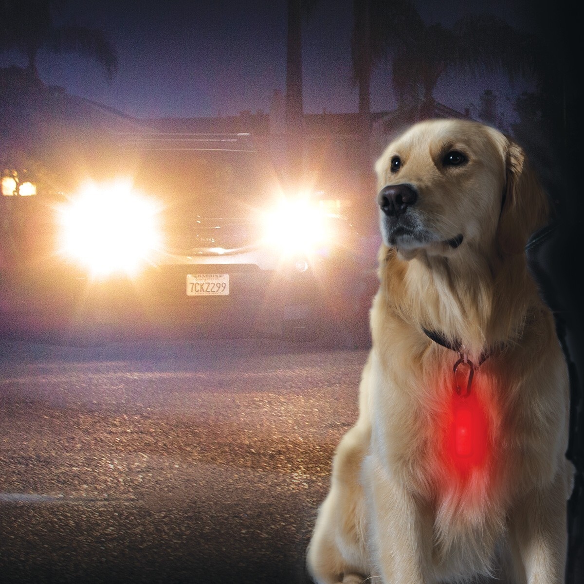 Dog / Pet Collar Night Time Safety LED Light / Weather Resistant / 3 Light Modes
