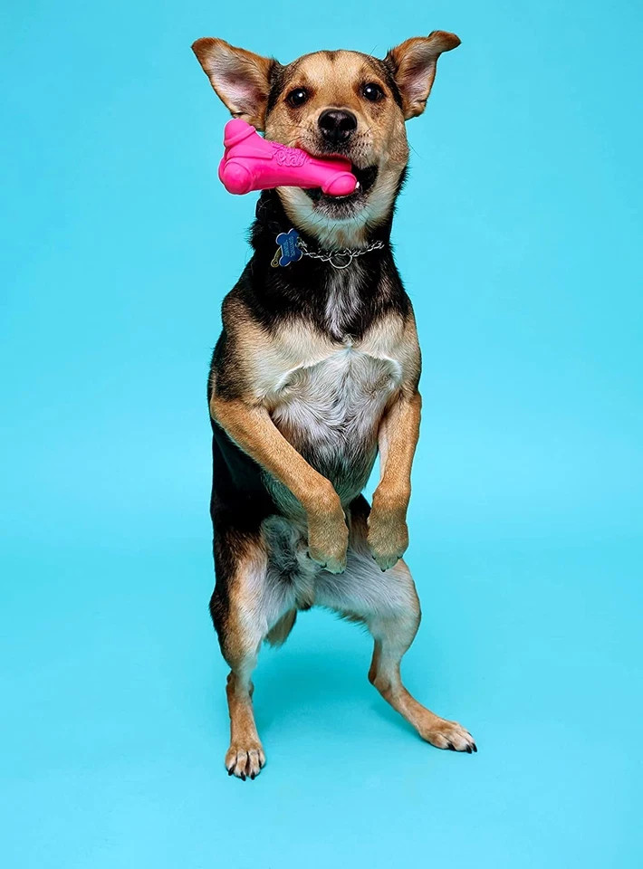 Bone Squeaky Latex Dog Toy for Medium Breeds, 3 Pack