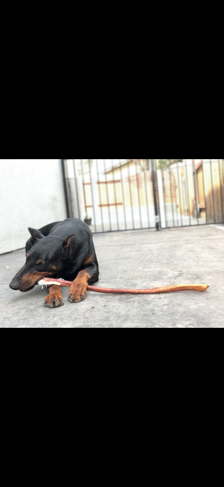 12″ Black Angus JUMBO THICK BULLY STICKS natural dog chews treats Dog Bone