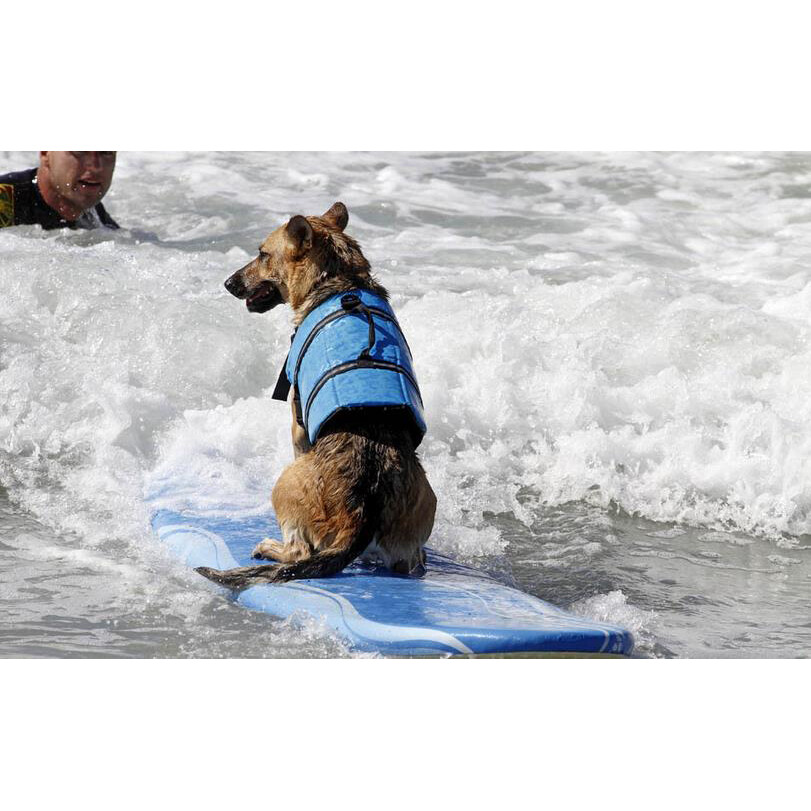 Pet Swimming Water Safety Vest Dog Life Jacket Swimsuit Lifesaver w/ PULL Handle