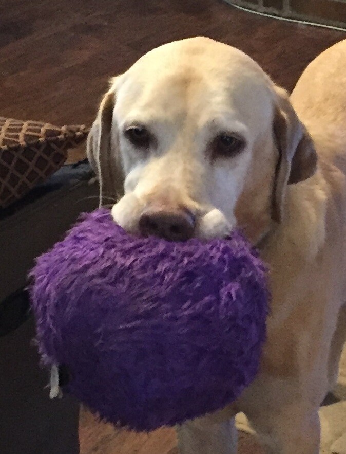 godog furballz tough plush dog toy with chew guard technology, purple, large