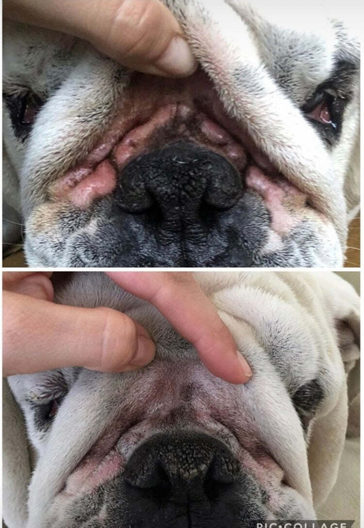Squishface Wrinkle Wipes + Wrinkle Paste Bundle – Cleans & Protects Dog Wrinkles