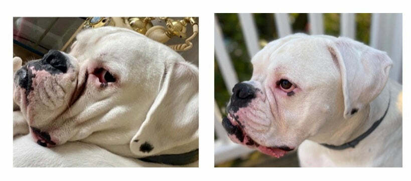 Squishface Wrinkle Wipes + Wrinkle Paste Bundle – Cleans & Protects Dog Wrinkles