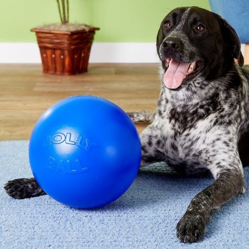 Jolly Pets Push-N-Play Ball Blue 10 inch Interactive Hard Plastic Toy for Dogs