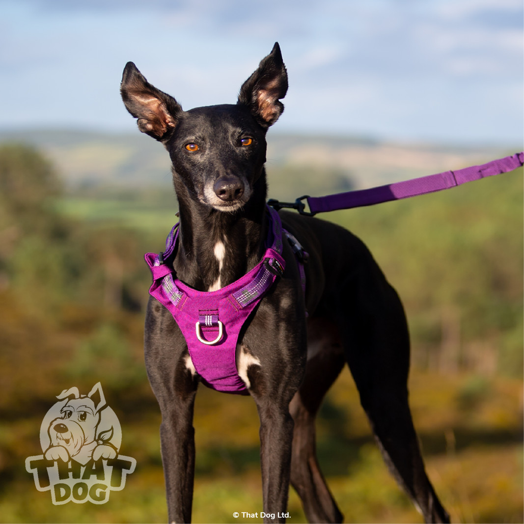Dog Harness Truelove CORDURA Premium Lightweight Reflective XXS XS S M L XL
