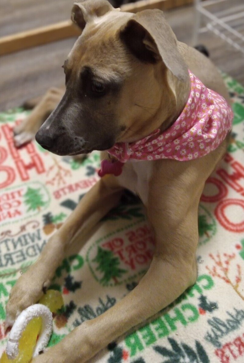 Dog Bandana/Scarf, Tie On, White, Small Daisies, Pink, M,L