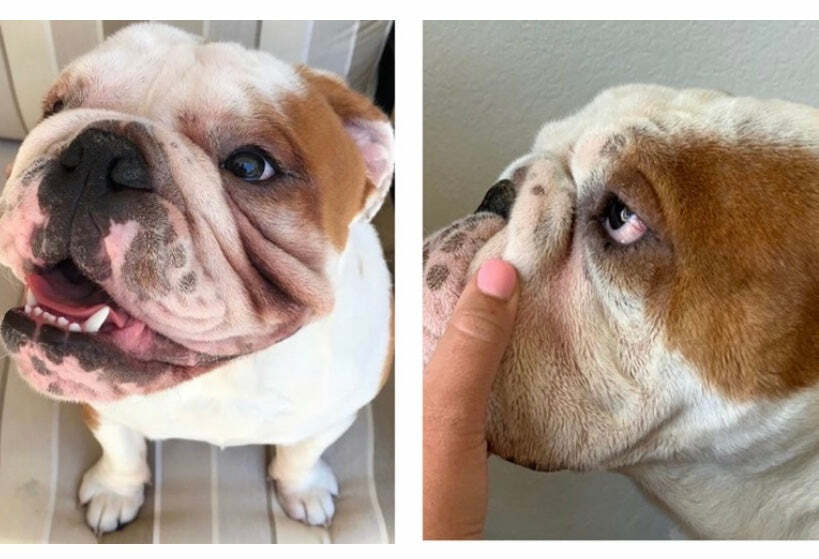 Squishface Wrinkle Wipes + Wrinkle Paste Bundle – Cleans & Protects Dog Wrinkles