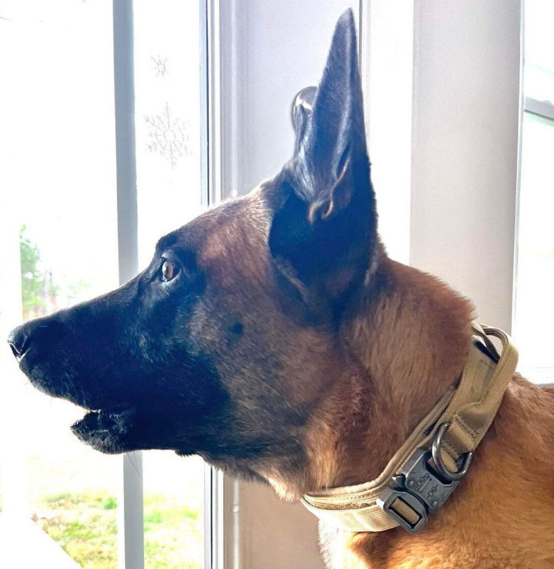 American Flag Tactical Dog Collar Service Canine Training K9 Metal American Flag