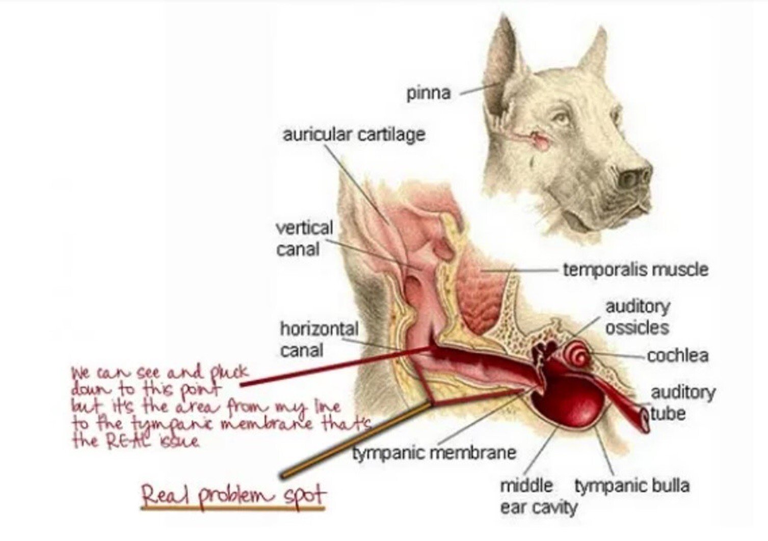 EAR INFECTION PETS – Dogs and Cats – OTITIS – kill bacteria yeast – 1 FREE SOAP