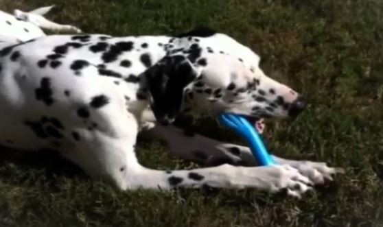 Jolly Pets Jolly Bone Durable Interactive Float Chew Dog Toy Blue USA 8 inch