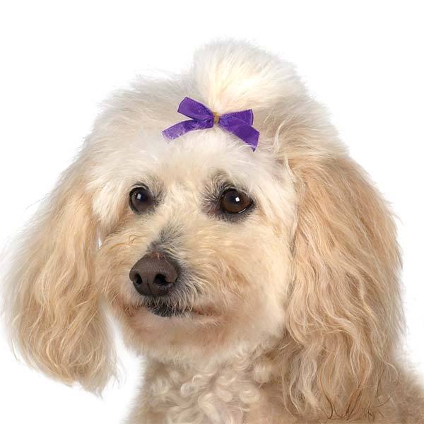 LOT 100 pc BOW Small DOG Grooming SATIN RIBBON HAIR BOWS 3/8×1 1/2″w/Rubber band