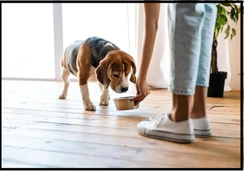 STAINLESS STEEL Standard Pet Dog Puppy Cat Food or Drink Water Bowl Dish