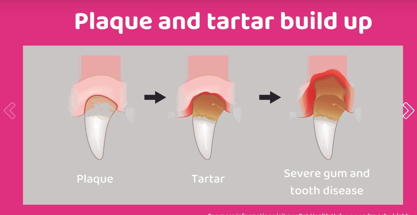 GINGIVITIS, CARIES, PLACAS, CALCULOS DENTAL EN PERROS Y GATOS