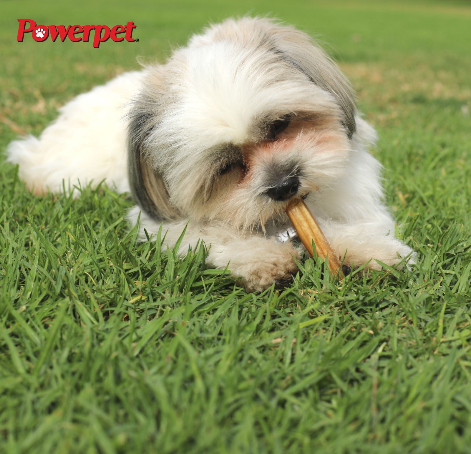 Powerpet- All Natural Bully Sticks Steer “Thin” 6inch-BRC CERTIFIED