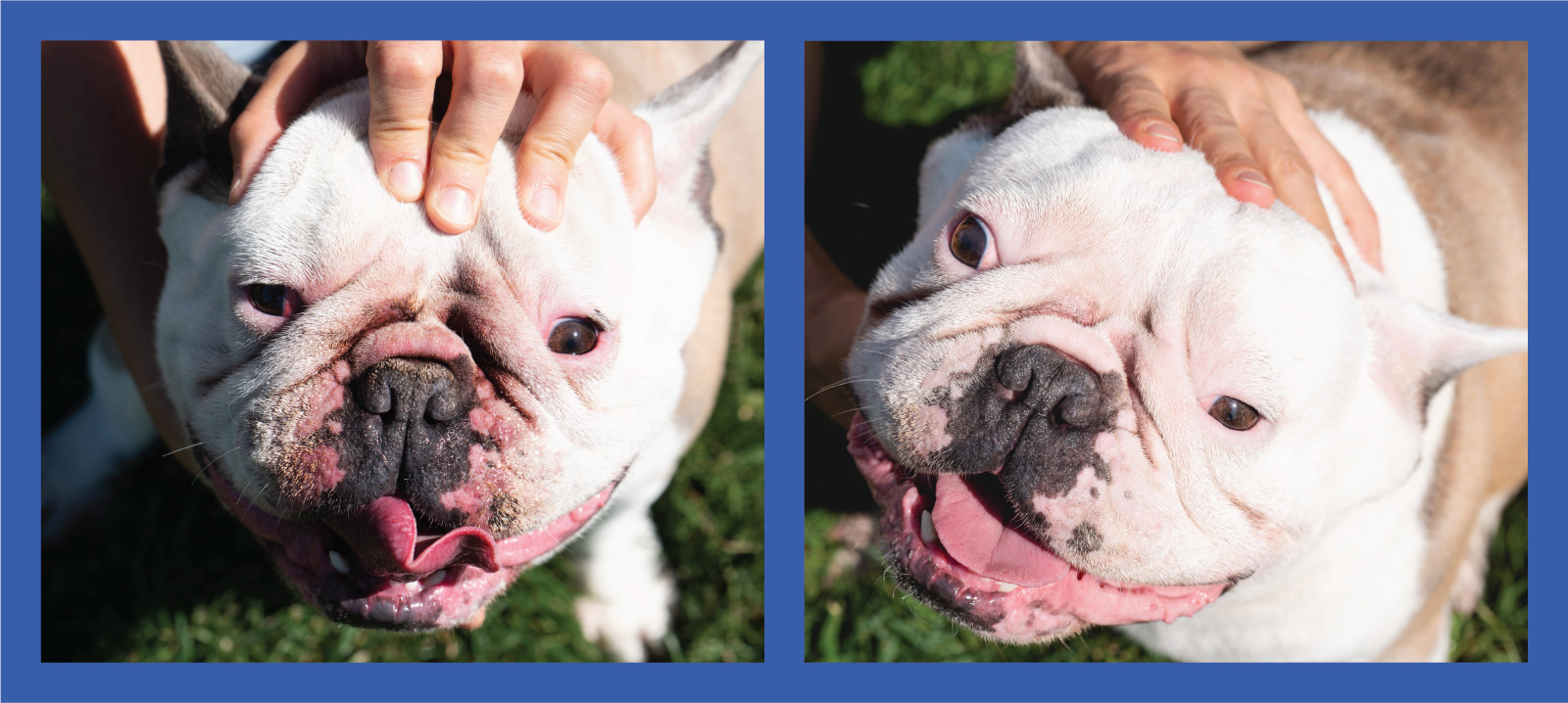2 Pack of Squishface Wrinkle Paste for Dog Wrinkles, Tear Stains & Tail Pockets