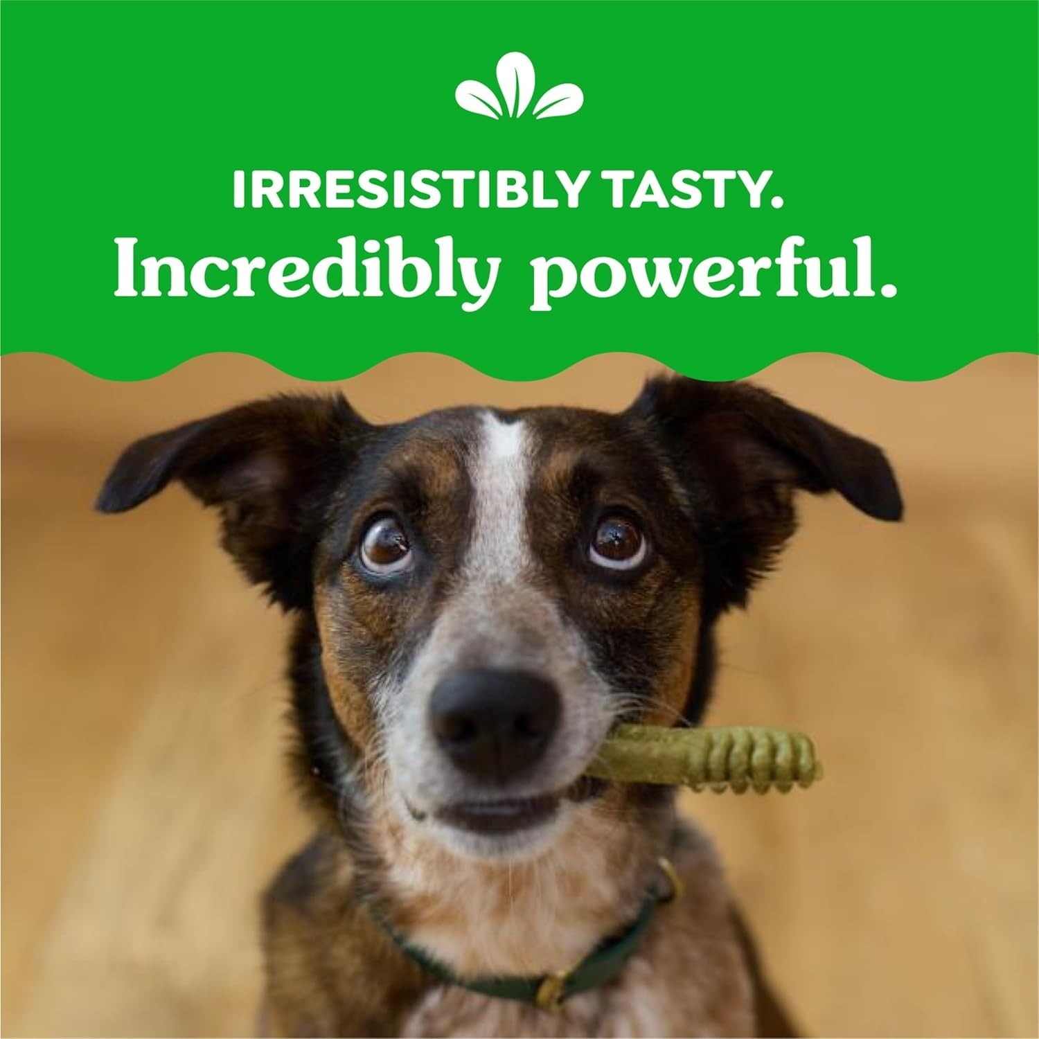 Greenies Original Dental Chews Regular – 54 Treats Free Shipping