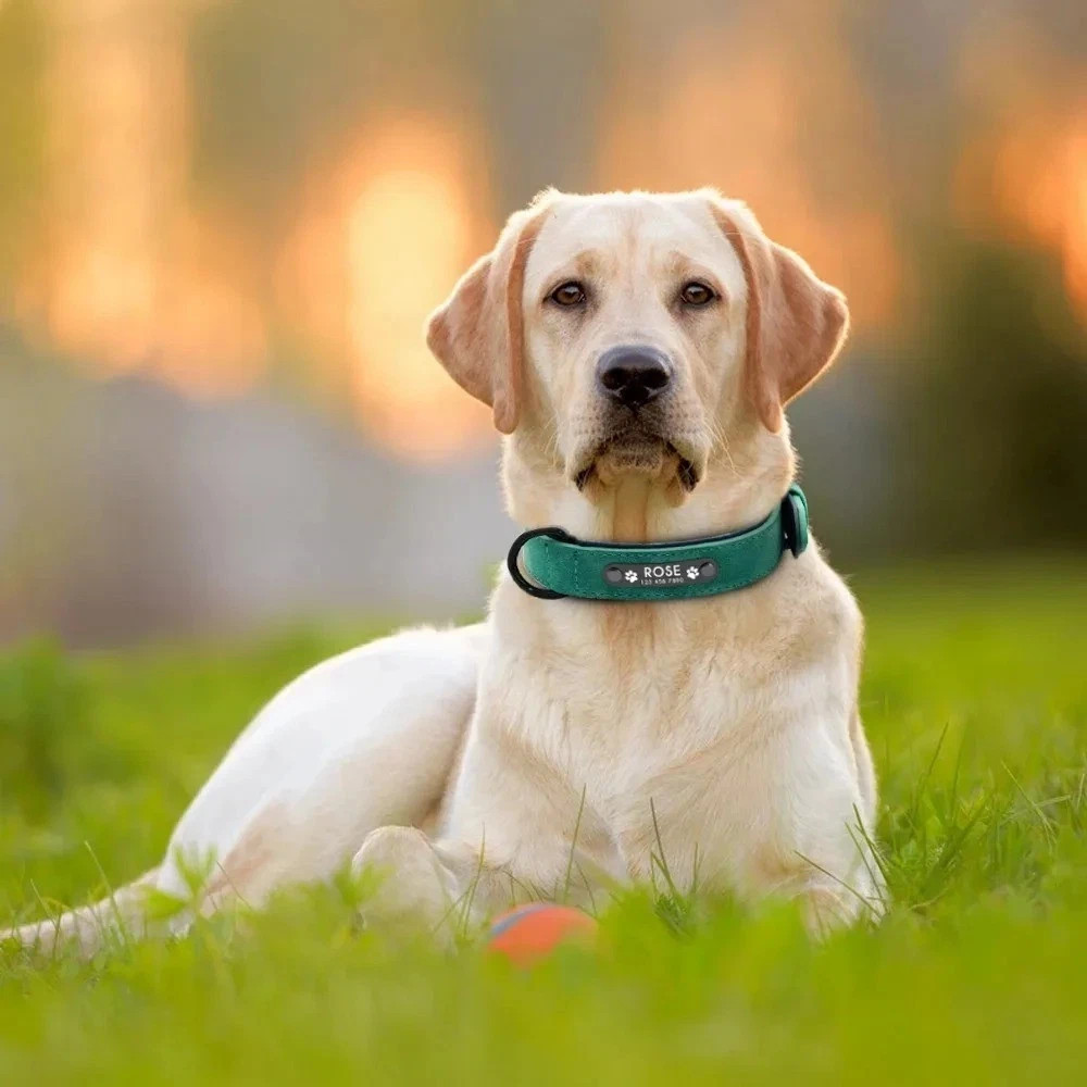 Soft Leather Personalised Dog Collar Custom ID Name for Small Medium Large Dogs