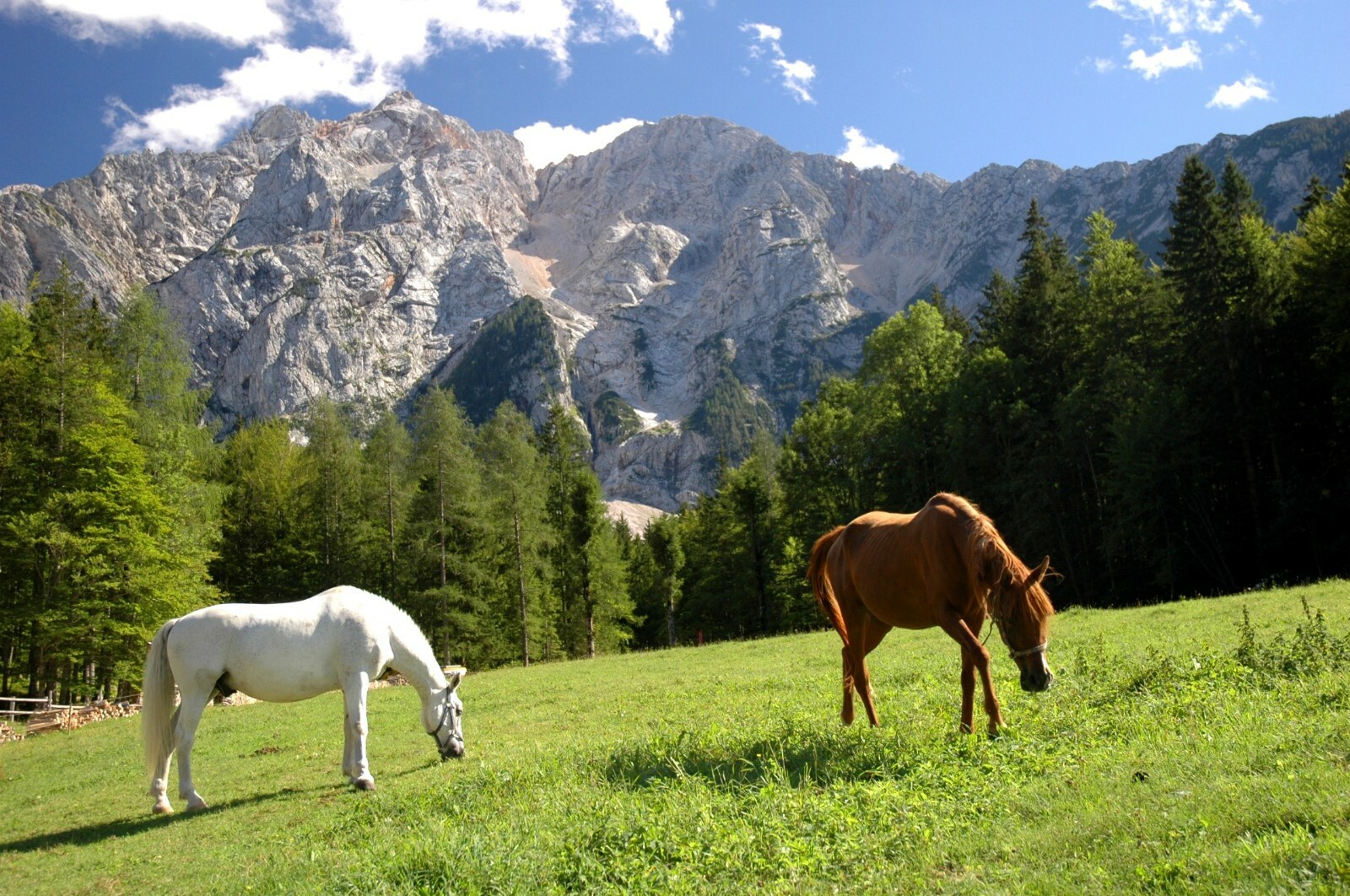 Veterinarian Grade Sarcoid Herbal Paste for The Removal of Sarcoidosis & Growths