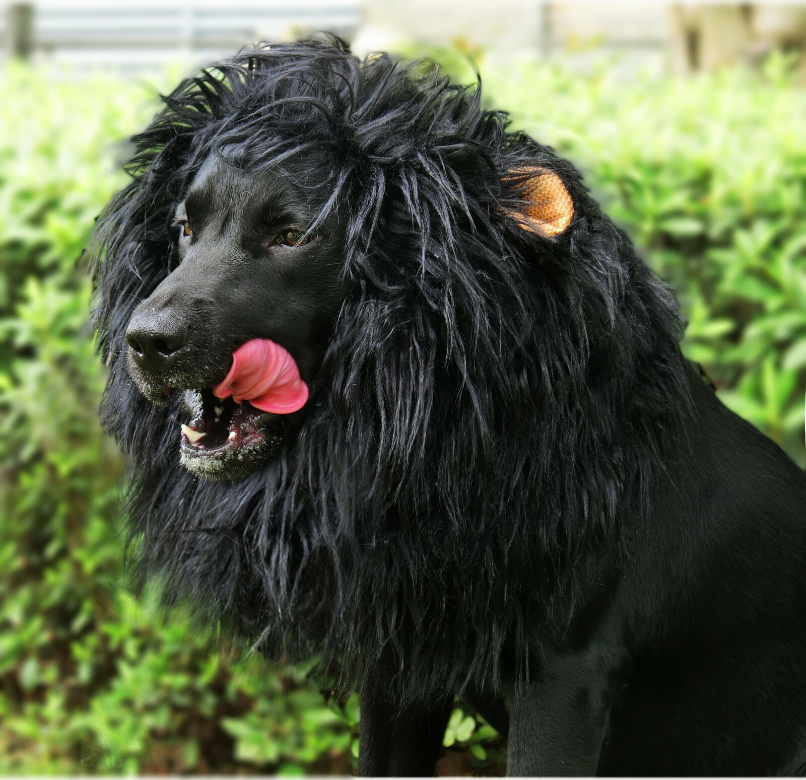Lion Mane for Dogs, Funny Halloween Costume Apparel for Dogs, Snoods for Dogs