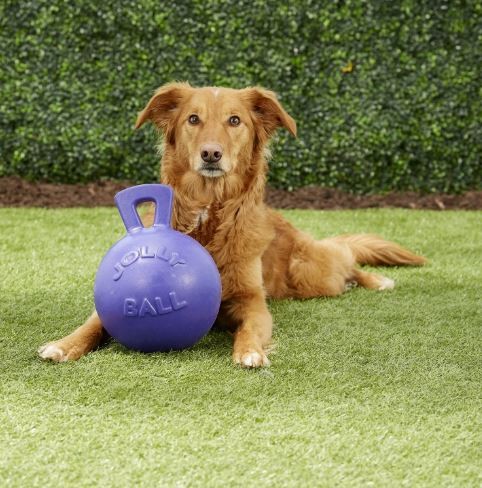Jolly Pets Tug-N-Toss 10 inch Purple Rubber Ball with Handle Chew Toy for Dogs