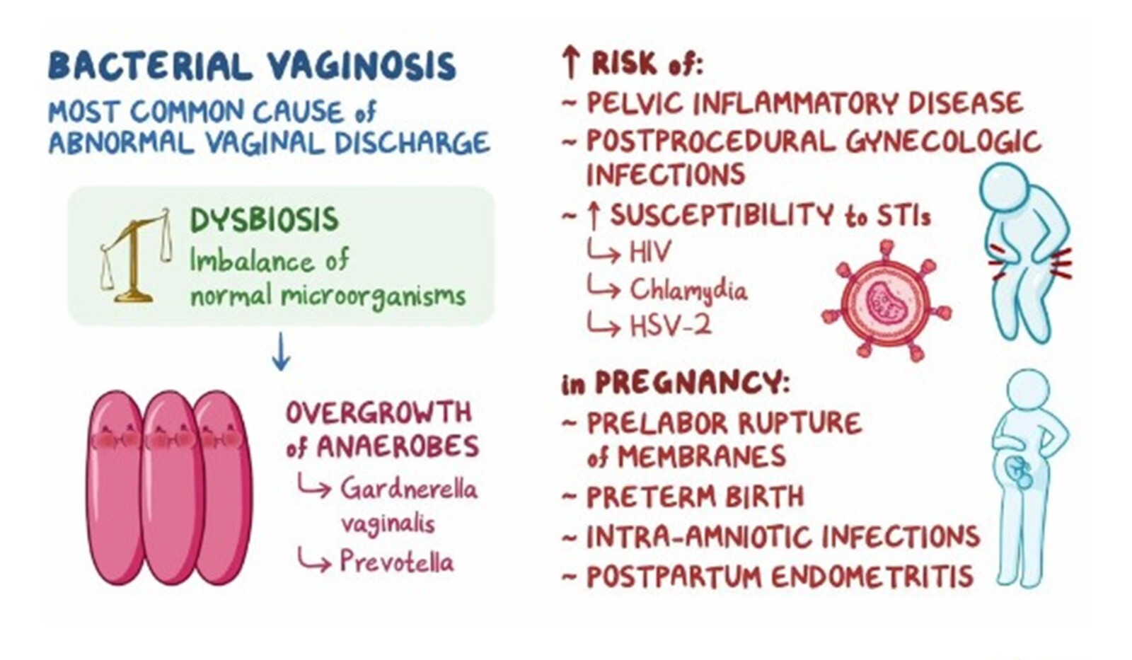 NATURAL HERBS FOR BACTERIAL VAGINOSIS IN FOR MEN & WOMEN – MADE IN USA