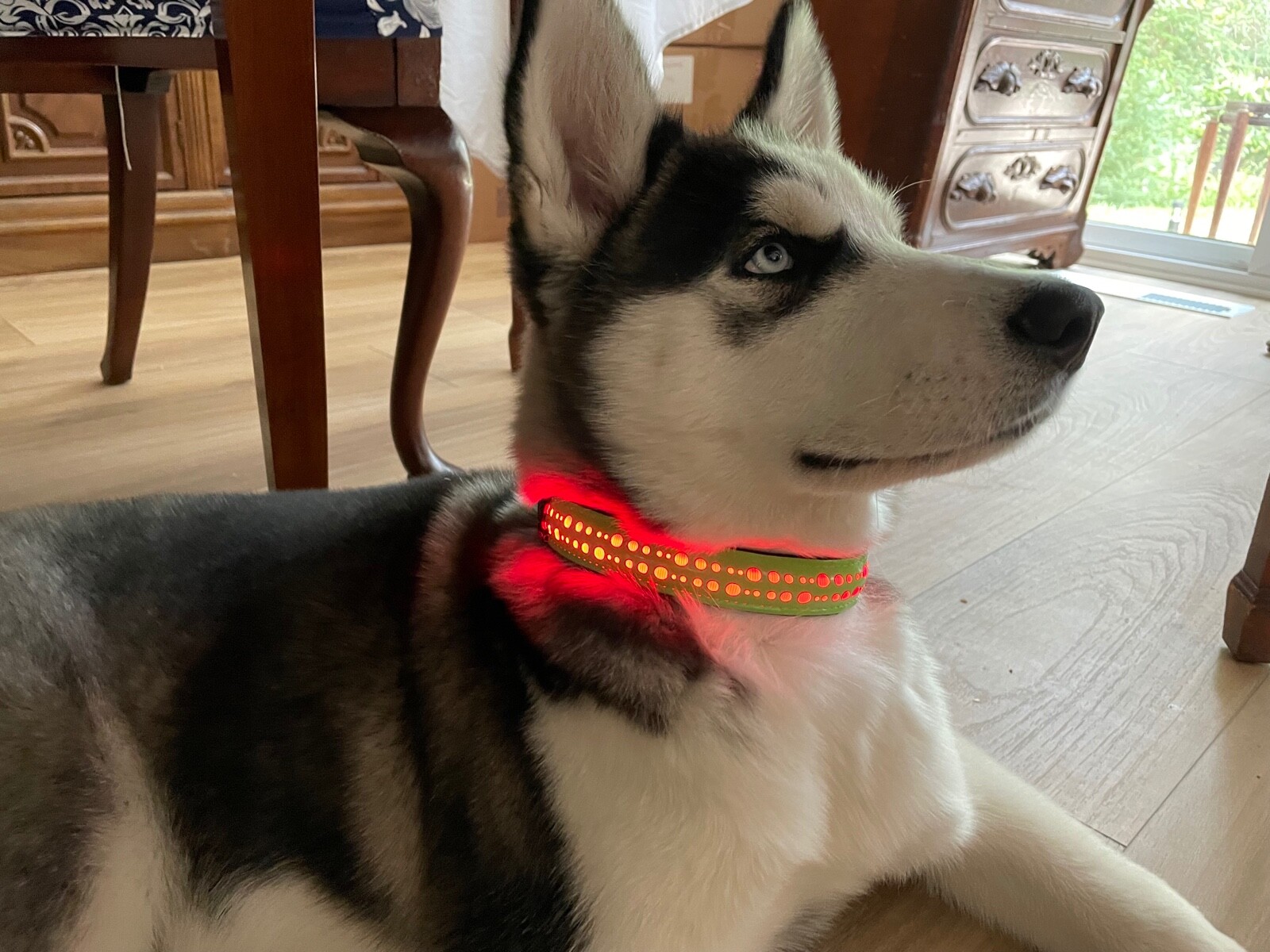 PREMIUM Rechargeable LED Pet Glow COLLAR rugged safety flash light-up FOR dog